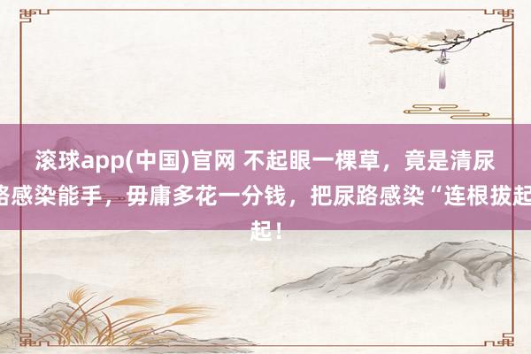 滚球app(中国)官网 不起眼一棵草，竟是清尿路感染能手，毋庸多花一分钱，把尿路感染“连根拔起！